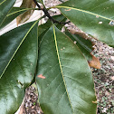 Southern Magnolia