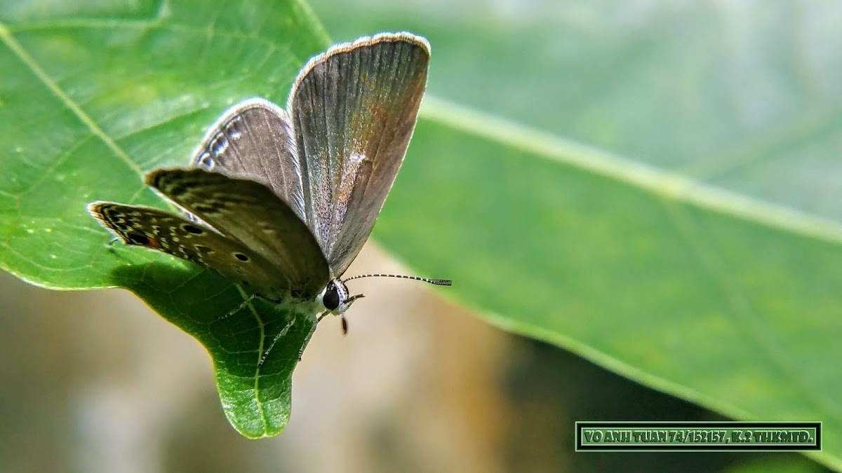 Plains Cupid, Cycad blue