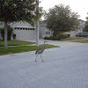 Sandhill Crane