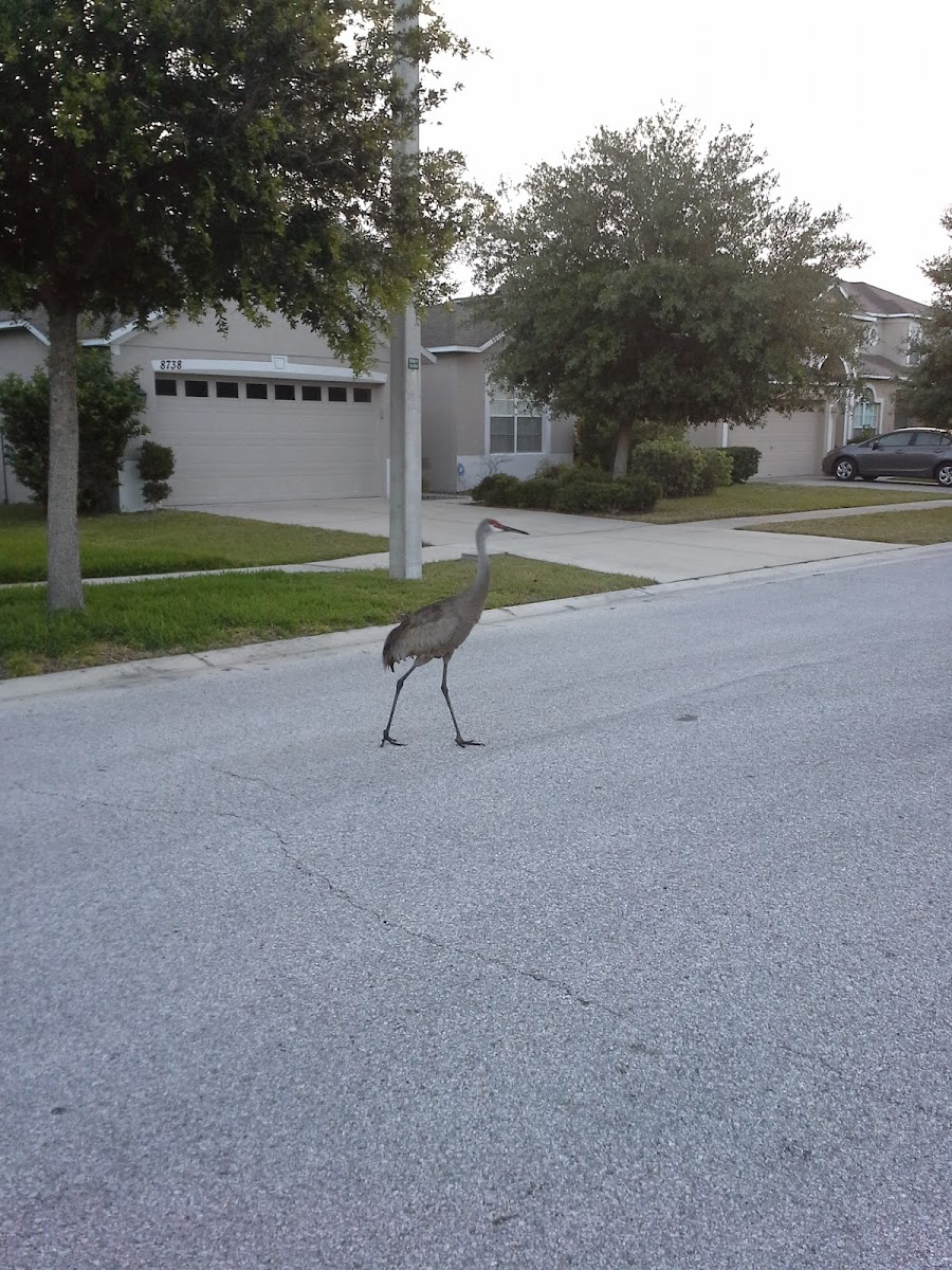 Sandhill Crane