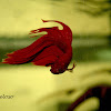 Siamese Fighting Fish (male)