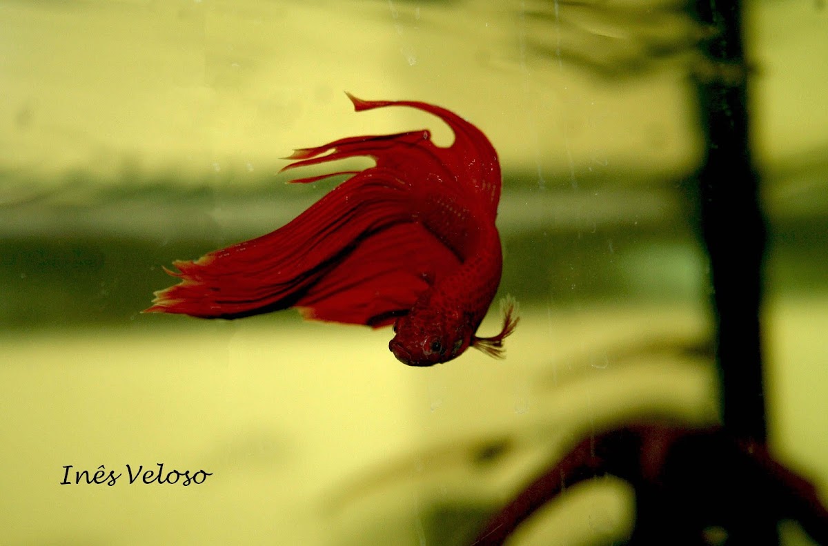 Siamese Fighting Fish (male)