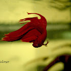 Siamese Fighting Fish (male)