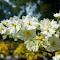 Item logo image for White apricot flowers bloom