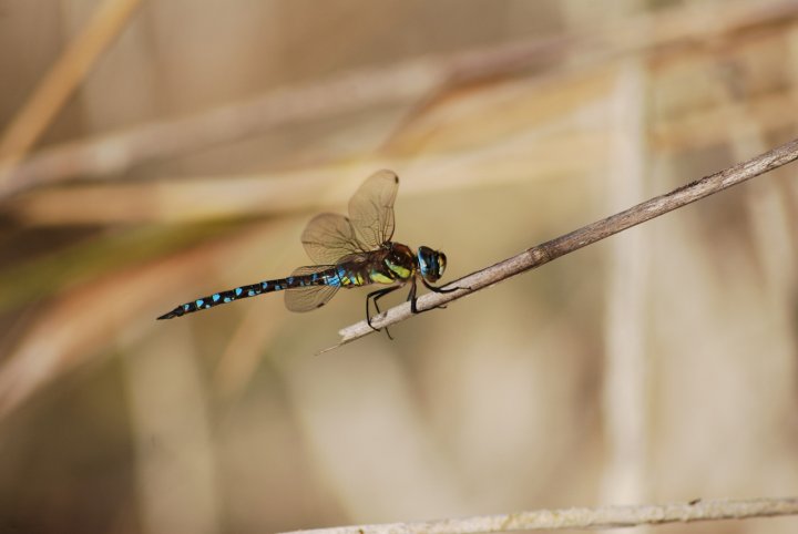 Libelluladragonfly di leleraf