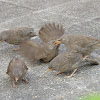 Jungle Babbler