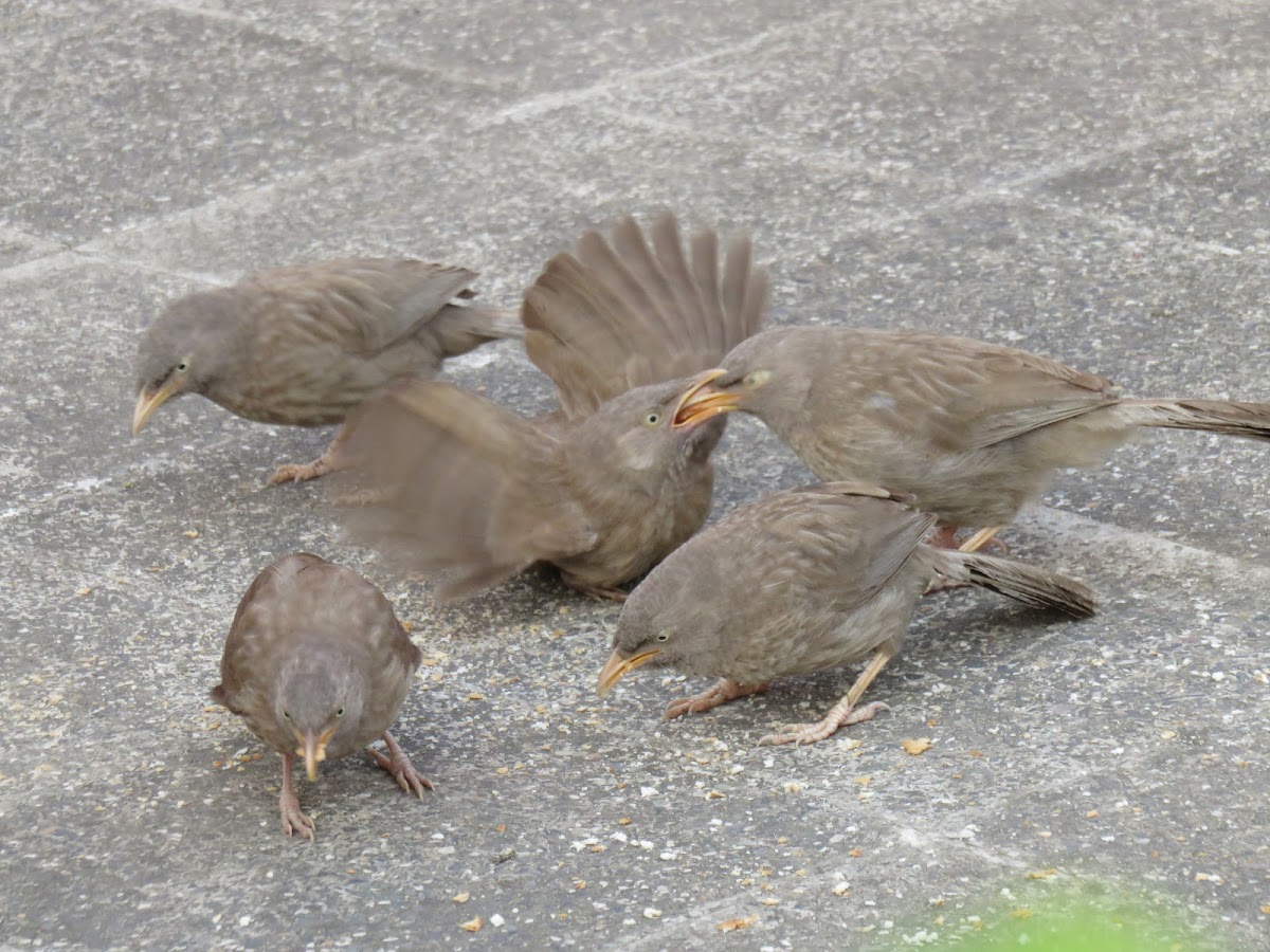 Jungle Babbler