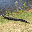 American Alligator