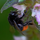 Red-tailed Bumblebee