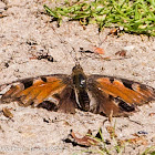 Small Tortoiseshell