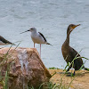 Indian cormorant, Indian shag (juv) w/ Black-winged Stilt