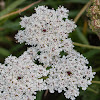 Wild Carrot