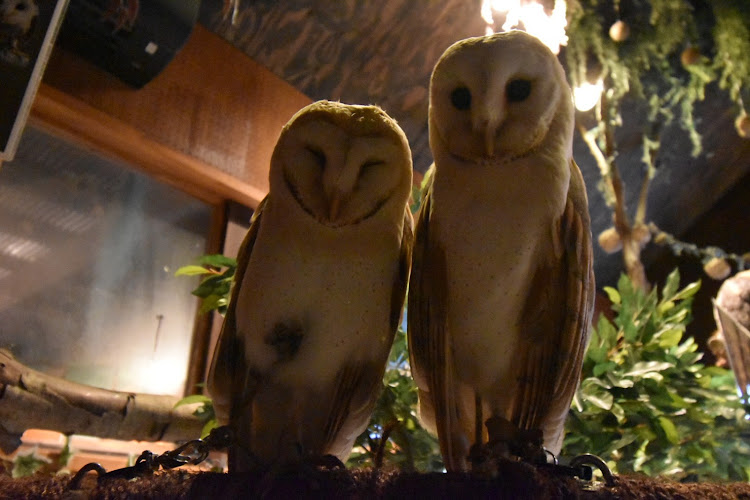 ICHIさんが投稿したぬくもりの森編・フクロウ触れ合い体験・メルヘンチックに関するカスタム事例の投稿画像12枚目