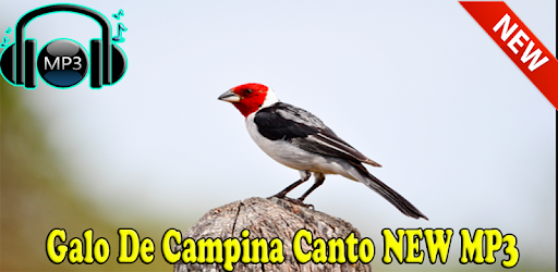 Canto Do Galo Campina Download Gratis Baixar O Galo De Campina Canto New Mp3 Apk Para Android Ultima Versao