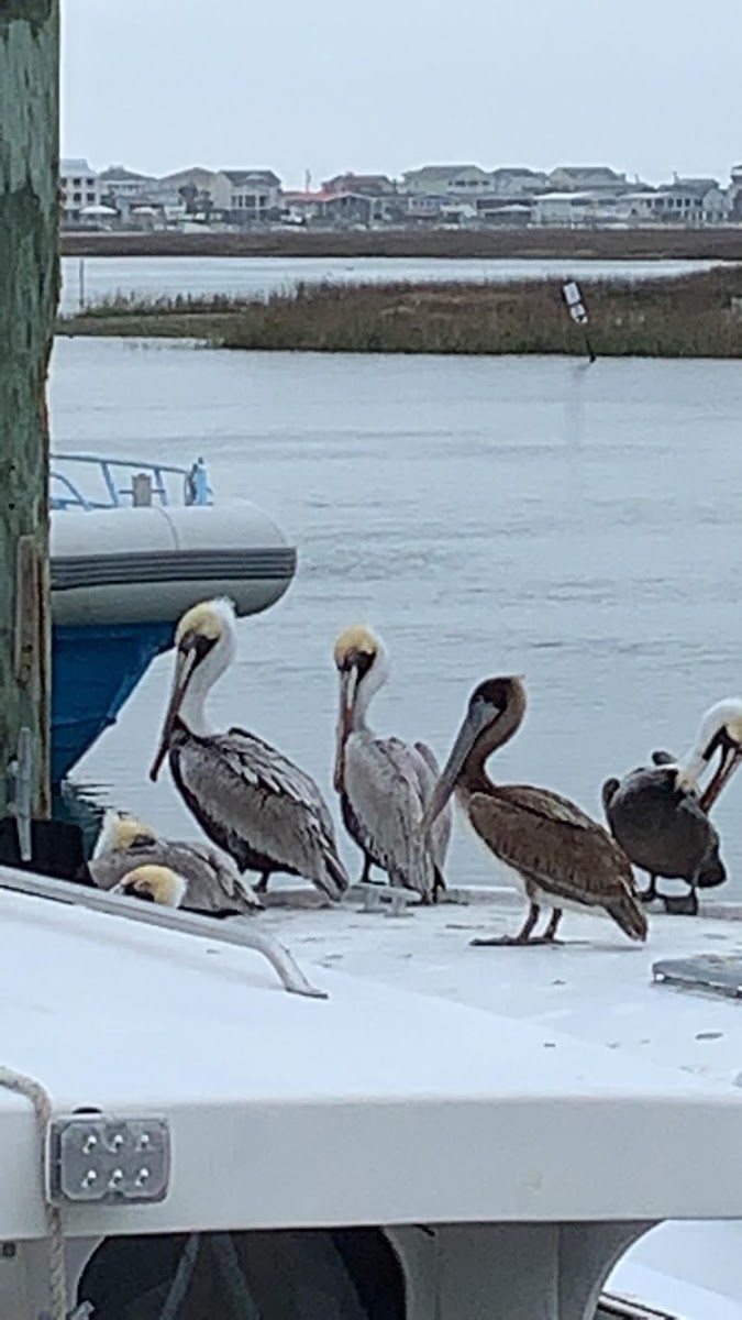 American White Pelican