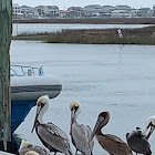 American White Pelican