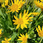 Carey's balsamroot