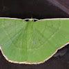 Geometrid moth