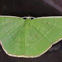 Geometrid moth