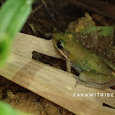 White-Lipped Frog