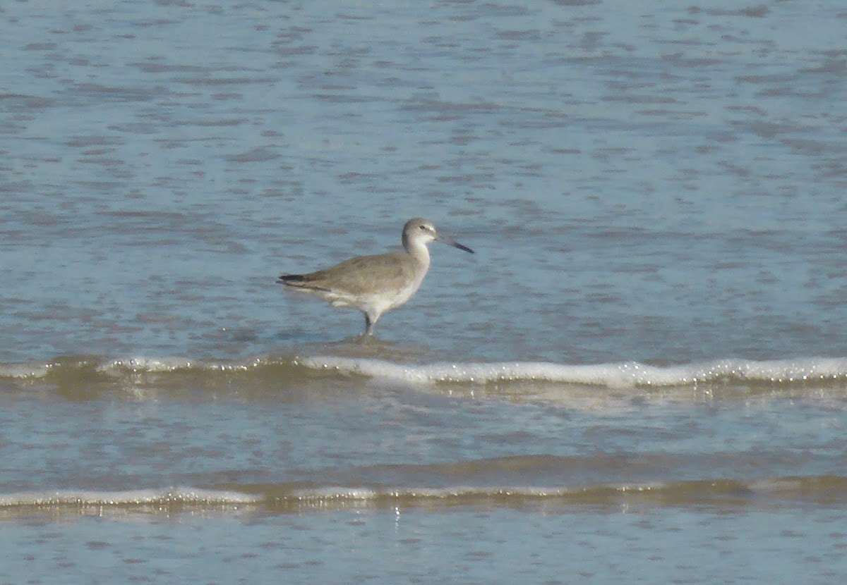 Willet