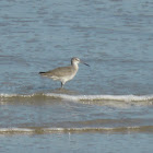 Willet