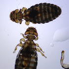 Avian Louse