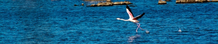 C'è chi sull'acqua ci cammina davvero.. di MicroManu