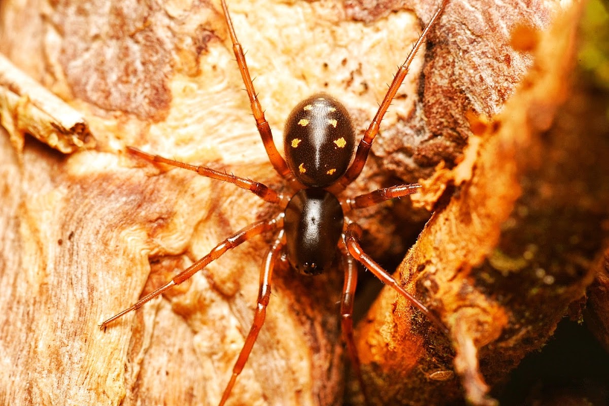 Glossy Black Ant Hunting Spider