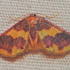 Stained Lophosis Moth- Female