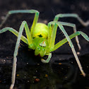 Lynx spider