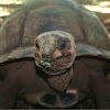 Aldabra Giant Tortoise