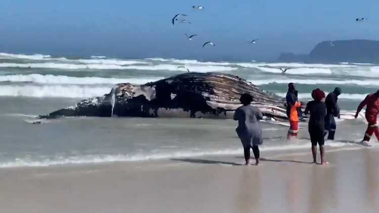 A humpback whale washed onto the beach near Strandfontein in Cape Town on Saturday.