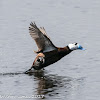 White-headed Duck; Malvasia