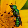 metallic green bee