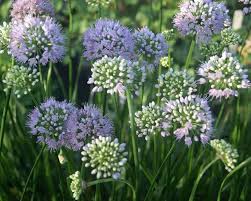 Product Viewer - Allium Summer Beauty