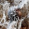 Goldenrod Gall Fly