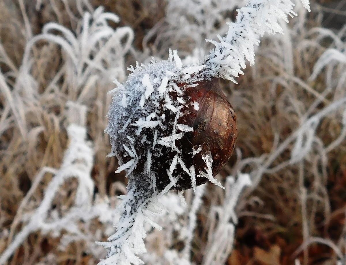 Goldenrod Gall Fly