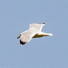 Herring Gull