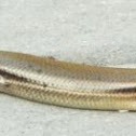 Skink