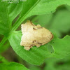 Tortricid Moths