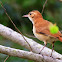 Casaca-de-couro-amarelo (Pale-legged Hornero)