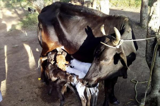 A cow that gave birth to three calves in Webuye East, Bungoma county, March 18, 2016. Photo/ BRIAN OJAMAA.