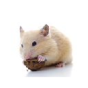Hamster Animal Wallpapers FullHD New Tab