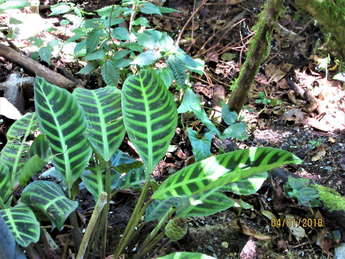 Zebra plant