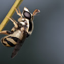 Syrphid fly