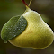 Item logo image for Juicy pear wallpaper