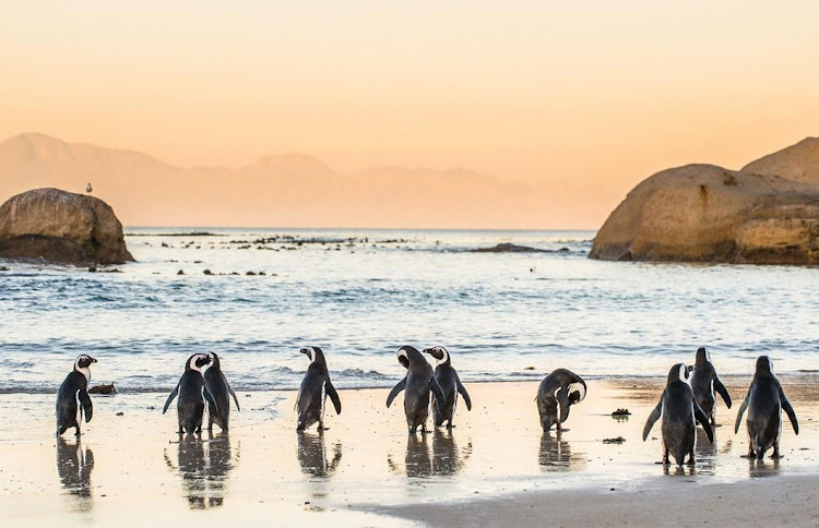 The beloved penguins of Boulders Beach waddle along the shore.
