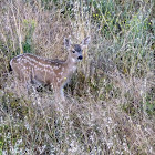 Black tailed deer (fawn)