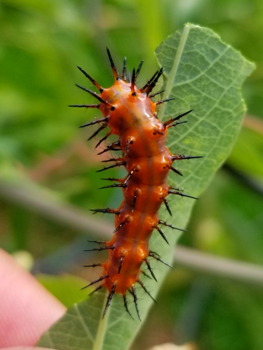 Passion caterpillar